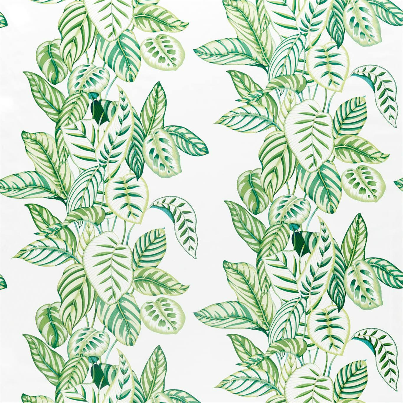 Calathea Botanical Green